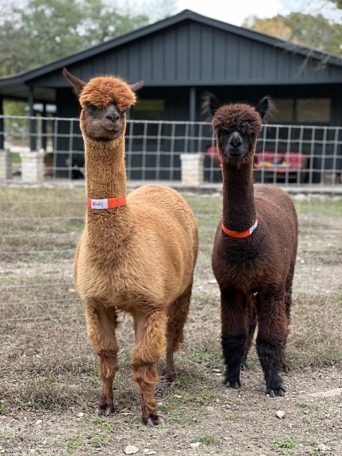 Relaxing Alpaca Ranch Mins From Downtown Wimberley Villa Екстериор снимка