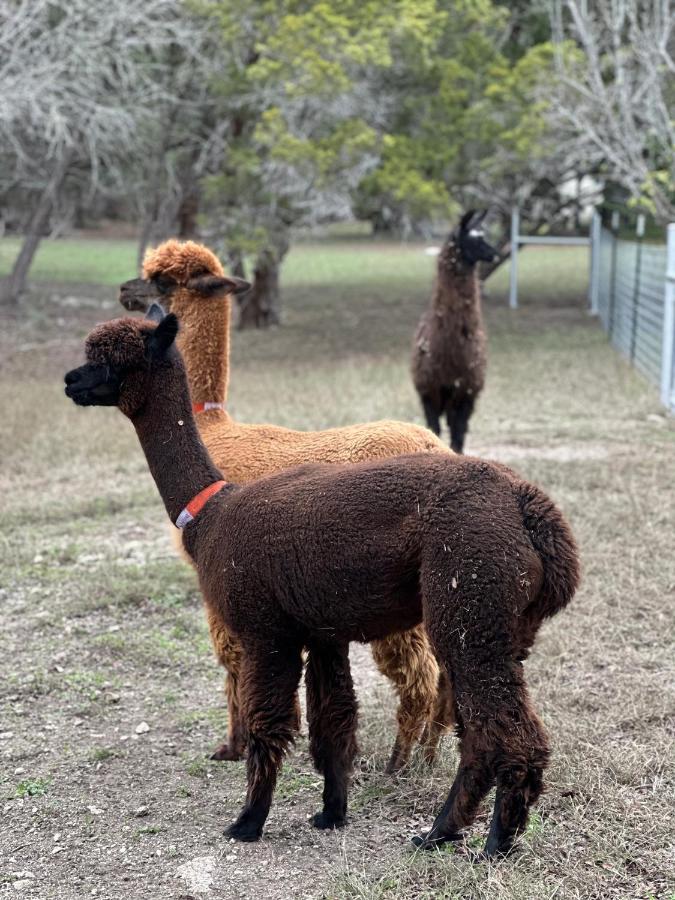 Relaxing Alpaca Ranch Mins From Downtown Wimberley Villa Екстериор снимка